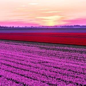 Hur ser man meteorregn?